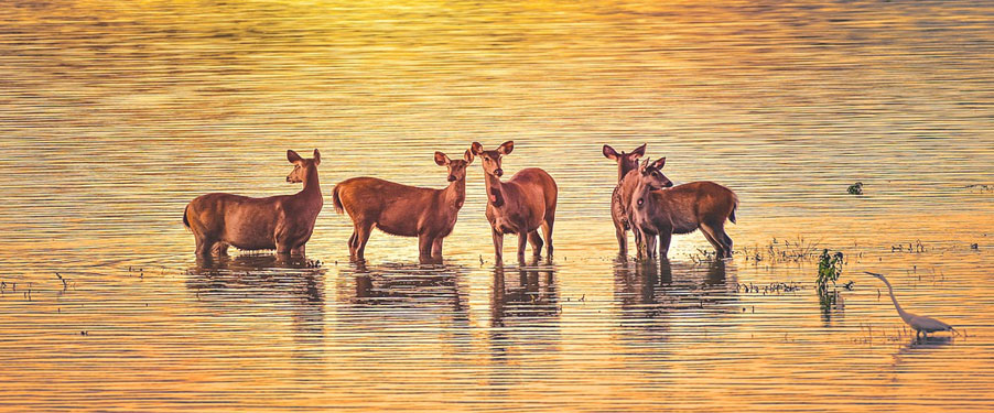 manas kaziranga tour