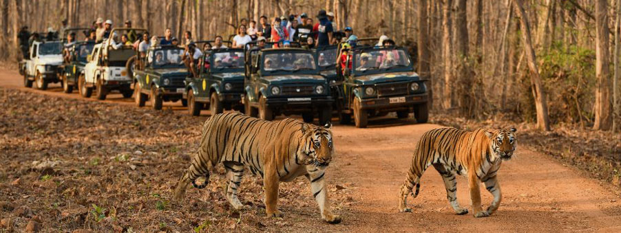 jeep safari in manas